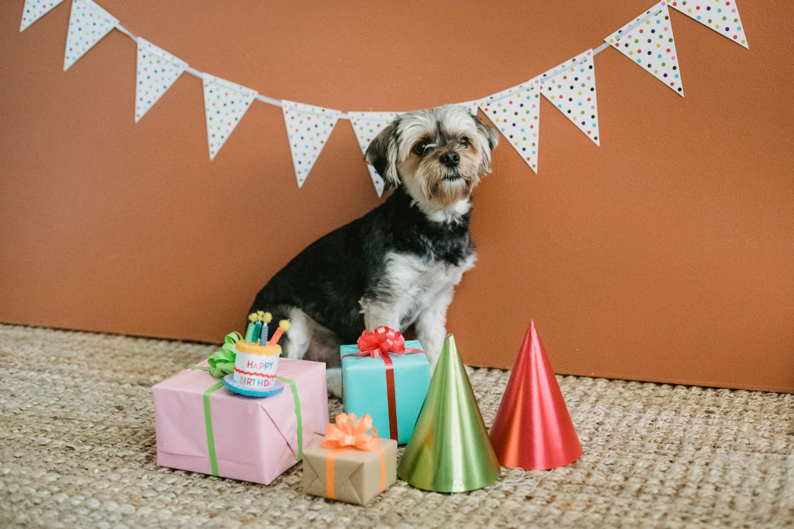 10 Gift Ideas Every Pet Parent Secretly Wants